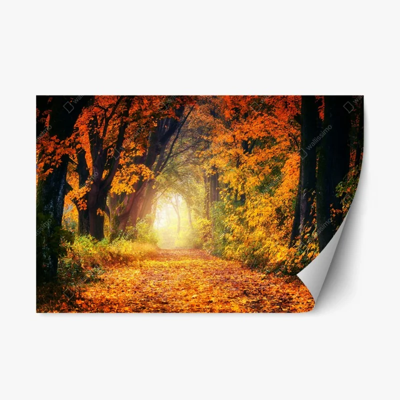 Repositionable sticker autumn forest pathway at golden hour