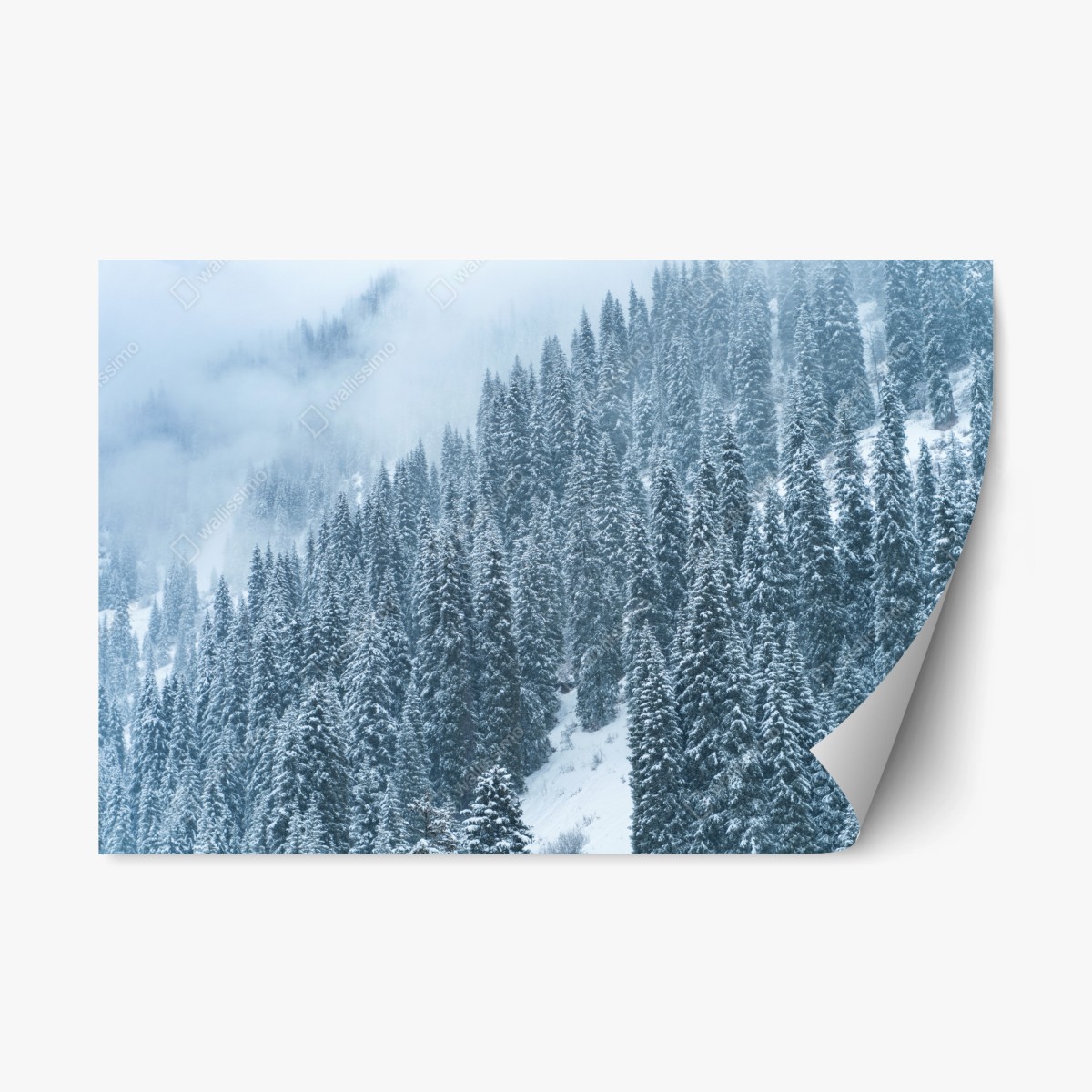 Repositionable sticker misty snow-covered pine forest ⁕ Wallissimo® Repositionable sticker misty snow-covered pine forest ⁕ Wallissimo®