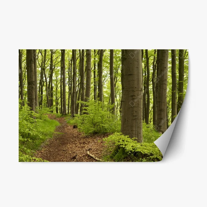 Repositionable sticker tranquil green forest trail
