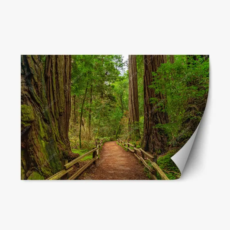 Repositionable sticker majestic forest path among redwoods