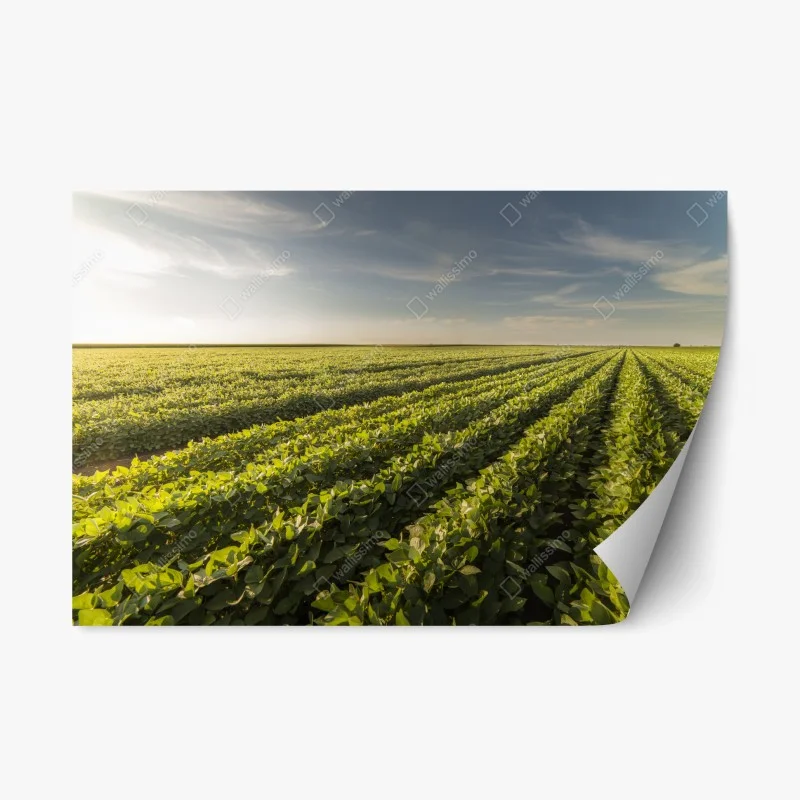 Repositionable sticker sunlit soybean field at sunset