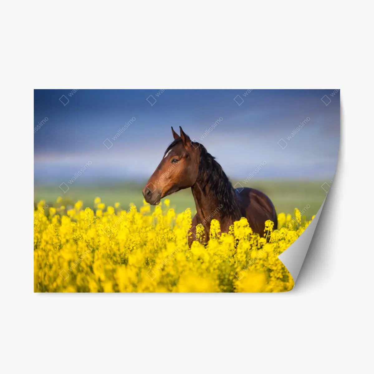 Repositionable sticker bay horse in a yellow rapeseed field • Wallissimo® Repositionable sticker bay horse in a yellow rapeseed field • Wallissimo®