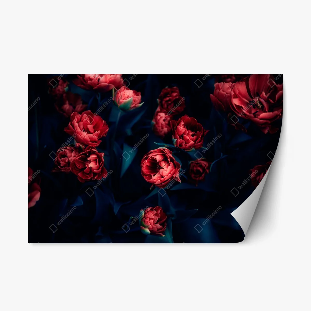 Repositionable sticker moody red tulip bouquet ⁕ Wallissimo® Repositionable sticker moody red tulip bouquet ⁕ Wallissimo®