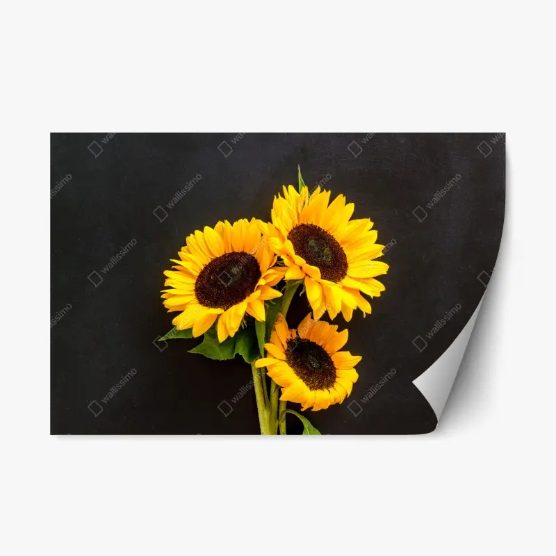 Repositionable sticker vibrant sunflower trio on black background