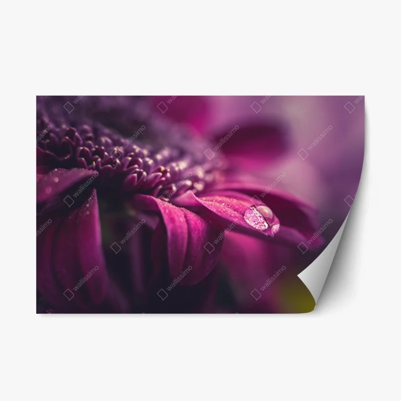 Repositionable sticker purple macro blossom with dewdrop