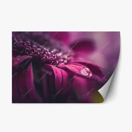 Repositionable sticker purple macro blossom with dewdrop • Wallissimo®