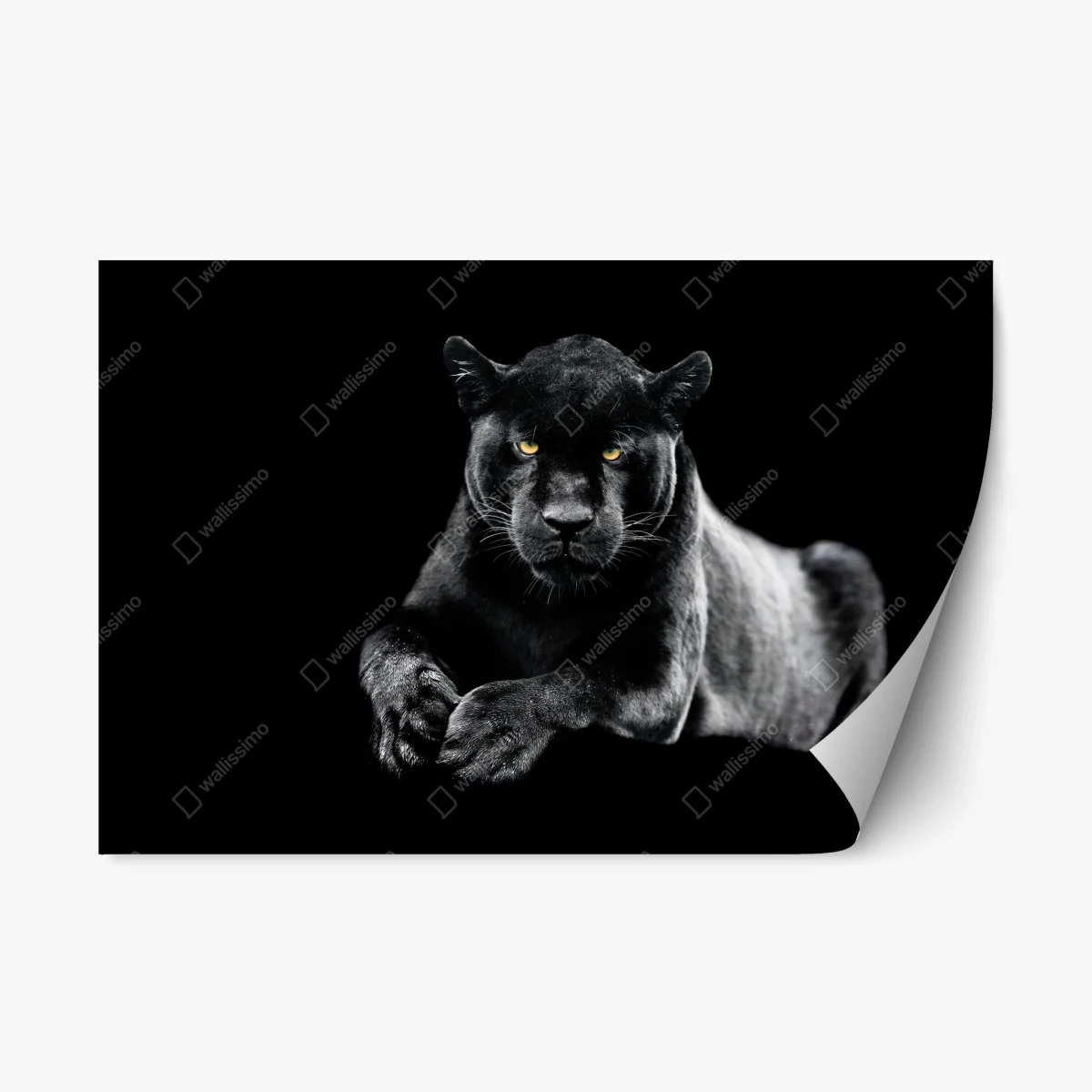 Repositionable sticker black panther portrait on dark background • Wallissimo® Repositionable sticker black panther portrait on dark background • Wallissimo®