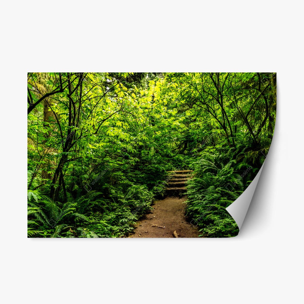 Repositionable sticker lush green forest trail • Wallissimo® Repositionable sticker lush green forest trail • Wallissimo®