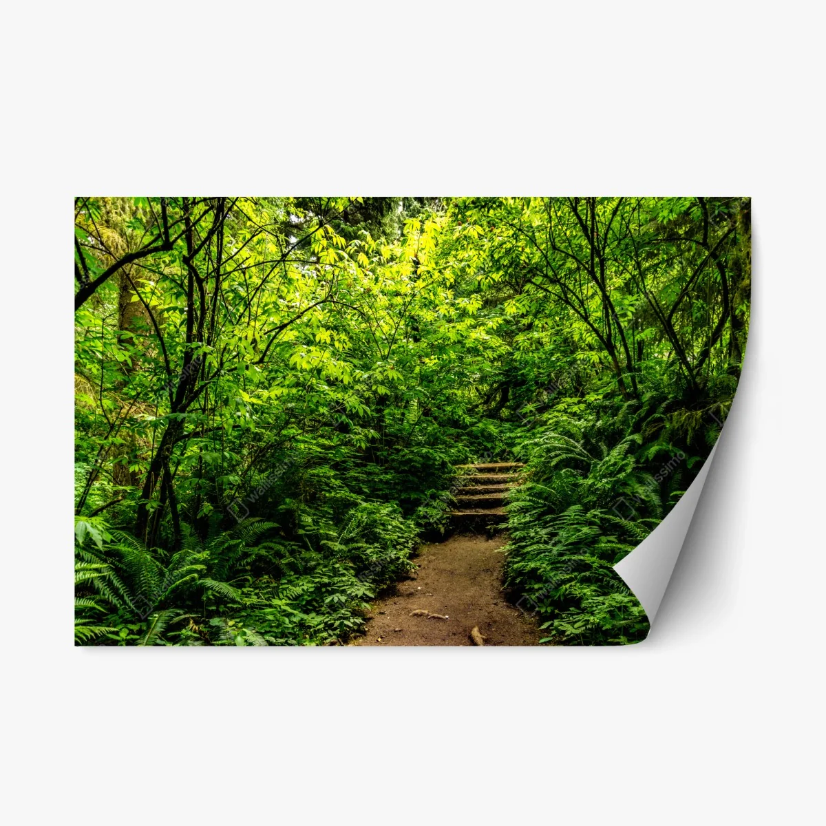 Repositionable sticker lush green forest trail • Wallissimo® Repositionable sticker lush green forest trail • Wallissimo®