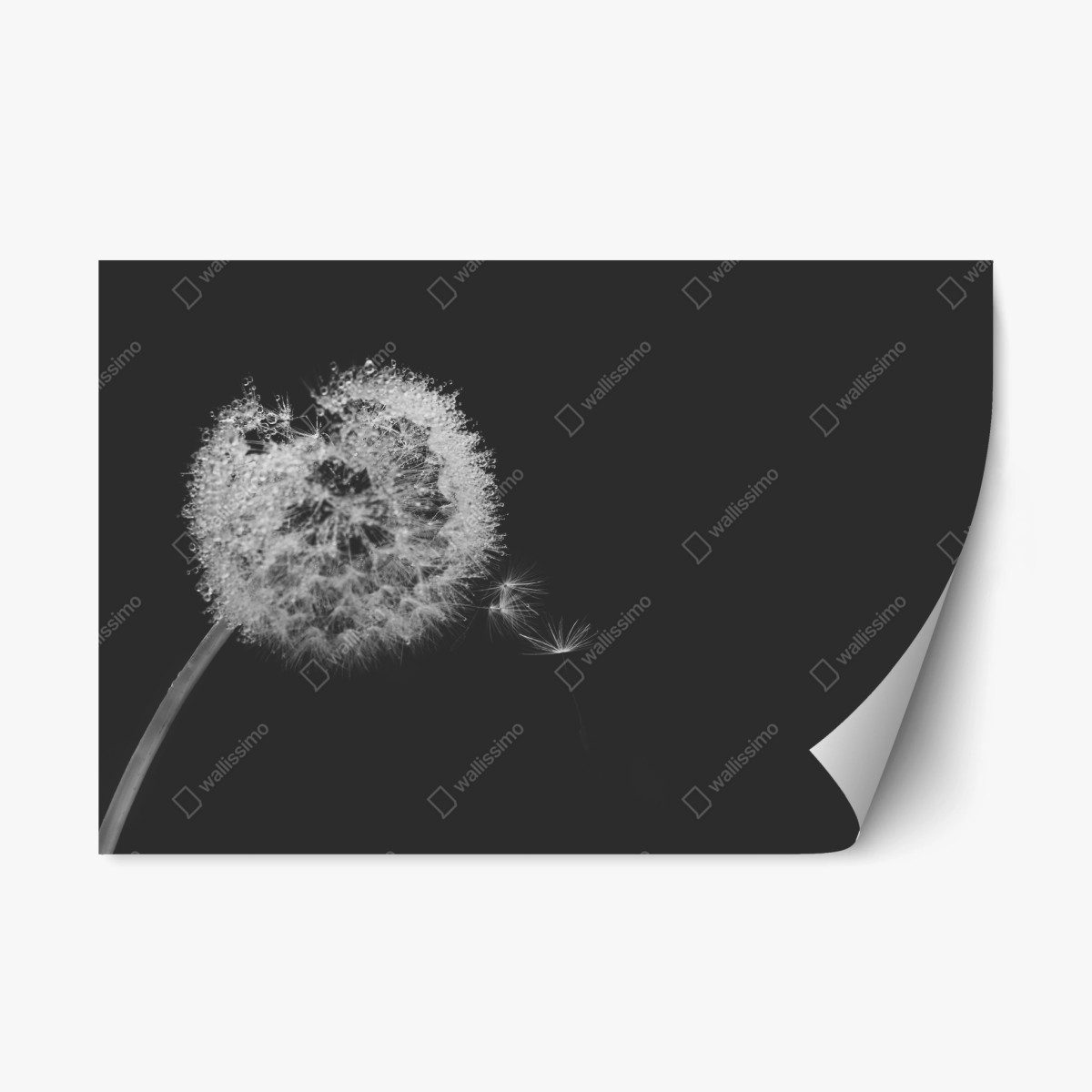 Repositionable sticker delicate dandelion in monochrome • Wallissimo® Repositionable sticker delicate dandelion in monochrome • Wallissimo®