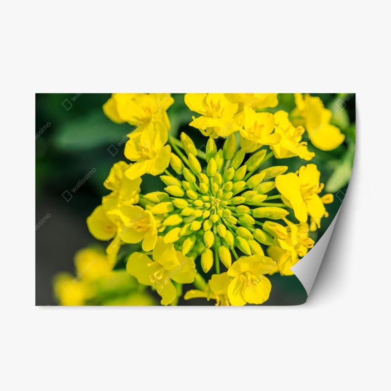 Repositionable sticker vibrant yellow rapeseed blossom close-up
