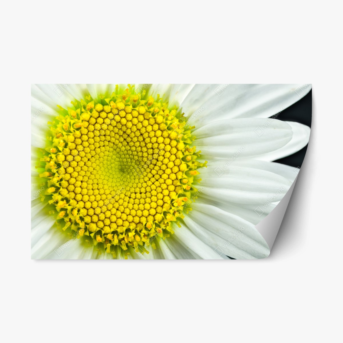 Repositionable sticker shasta daisy macro spiral • Wallissimo® Repositionable sticker shasta daisy macro spiral • Wallissimo®