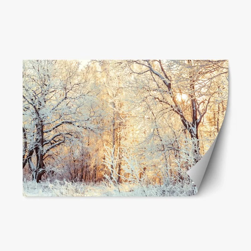 Repositionable sticker winter sunlight in snowy forest