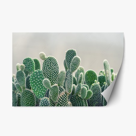 Repositionable sticker opuntia cactus close-up • Wallissimo®