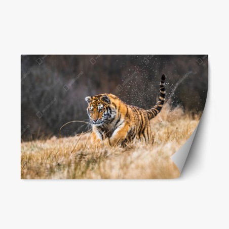 Repositionable sticker Siberian tiger running through grass • Wallissimo®