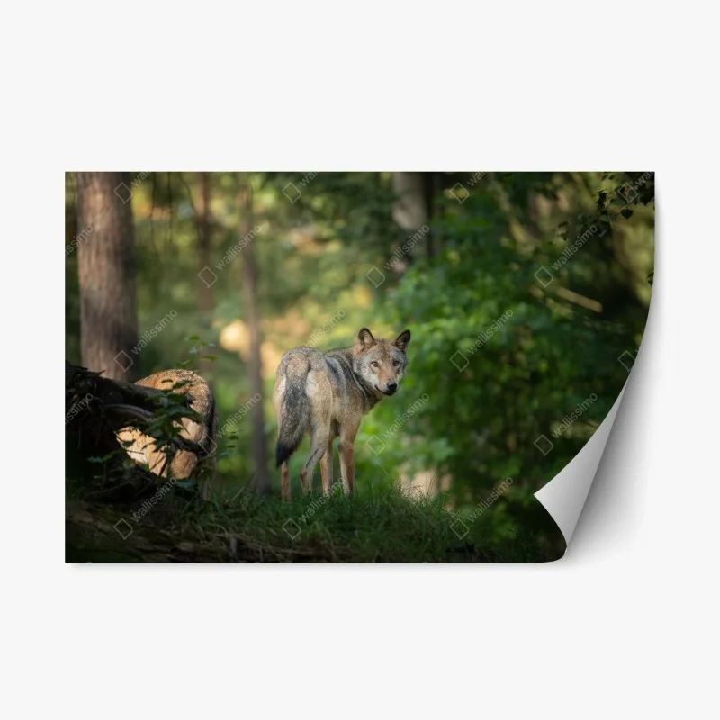 Repositionable sticker wolf gazing in a forest