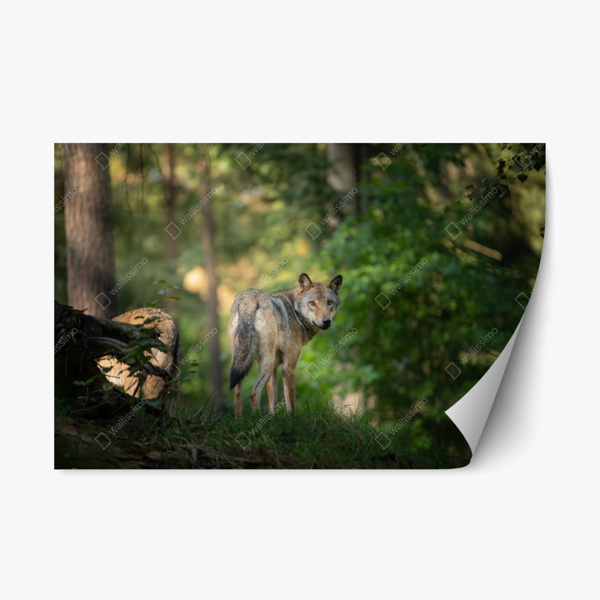 Repositionable sticker wolf gazing in a forest • Wallissimo® Repositionable sticker wolf gazing in a forest • Wallissimo®