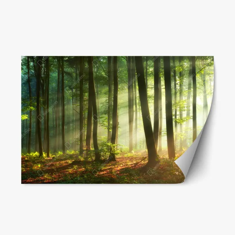 Repositionable sticker sunlit morning in the forest