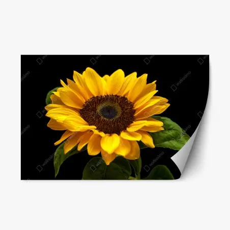 Repositionable sticker vibrant sunflower on black background • Wallissimo®