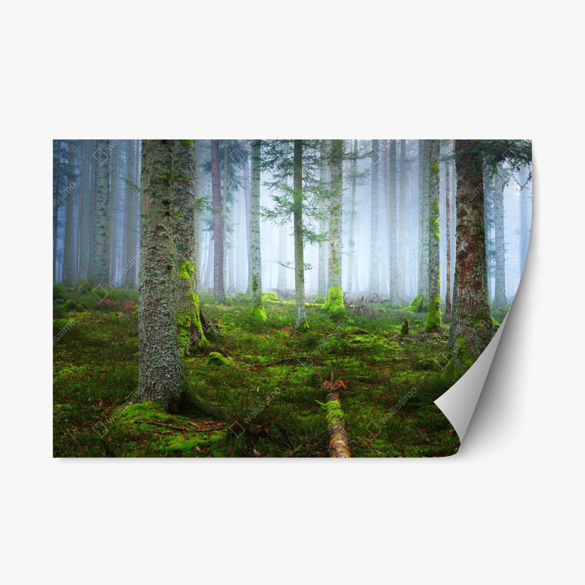 Repositionable sticker misty Alsace pine forest ⁕ Wallissimo® Repositionable sticker misty Alsace pine forest ⁕ Wallissimo®