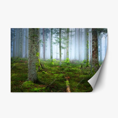 Repositionable sticker misty Alsace pine forest • Wallissimo®