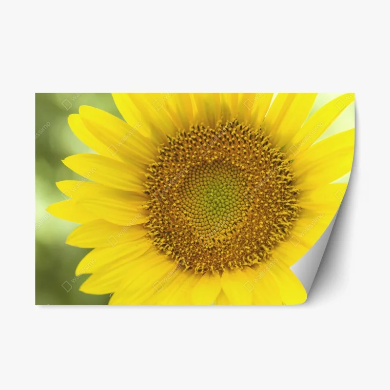 Repositionable sticker bright sunflower close-up
