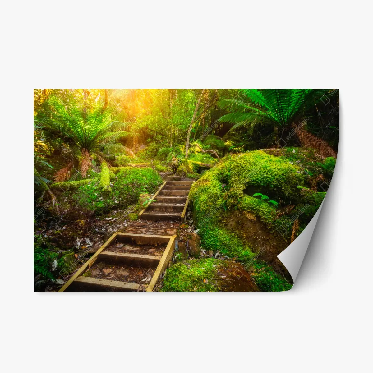 Repositionable sticker mossy rainforest path on Tasman Peninsula • Wallissimo® Repositionable sticker mossy rainforest path on Tasman Peninsula • Wallissimo®