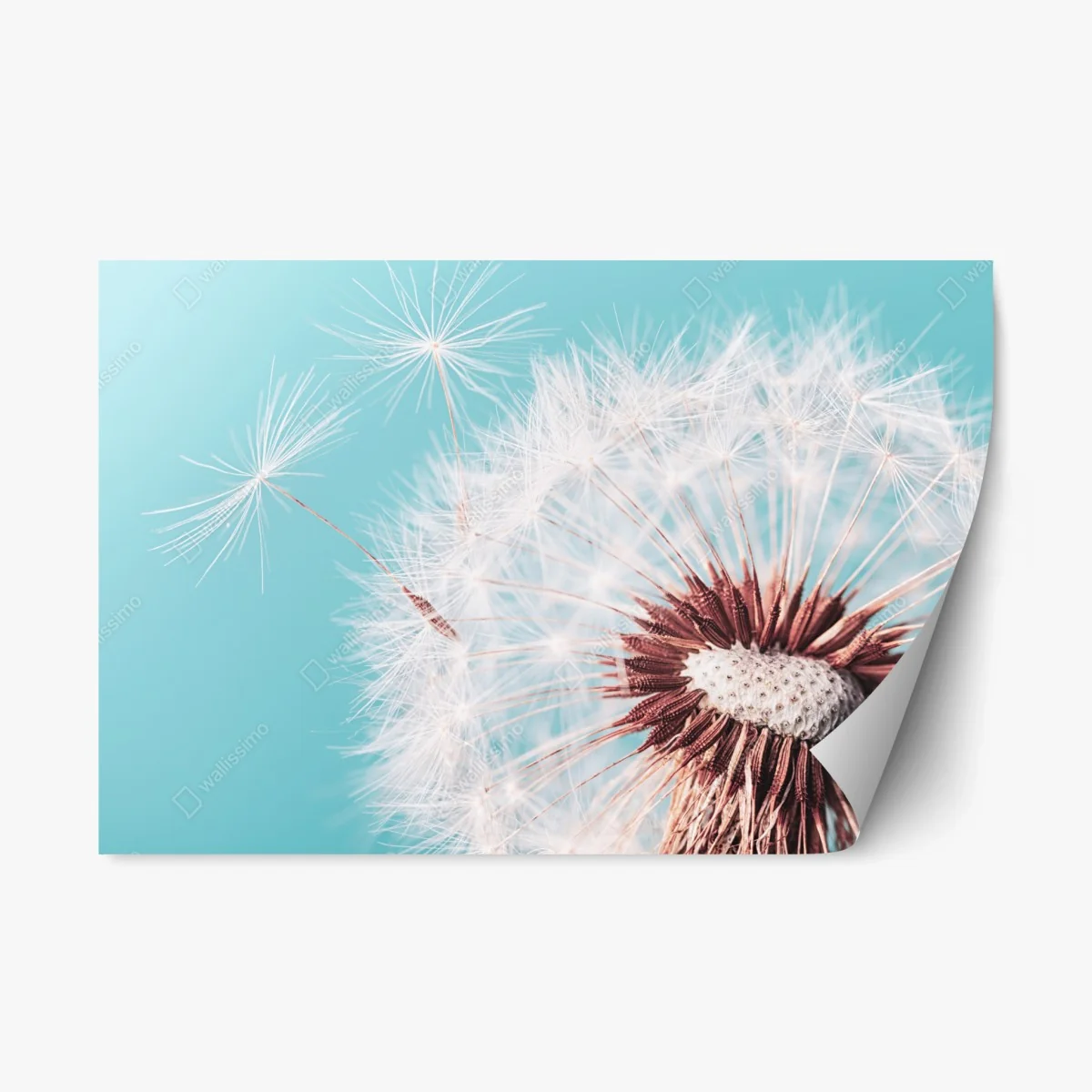 Repositionable sticker delicate dandelion on turquoise background • Wallissimo® Repositionable sticker delicate dandelion on turquoise background • Wallissimo®