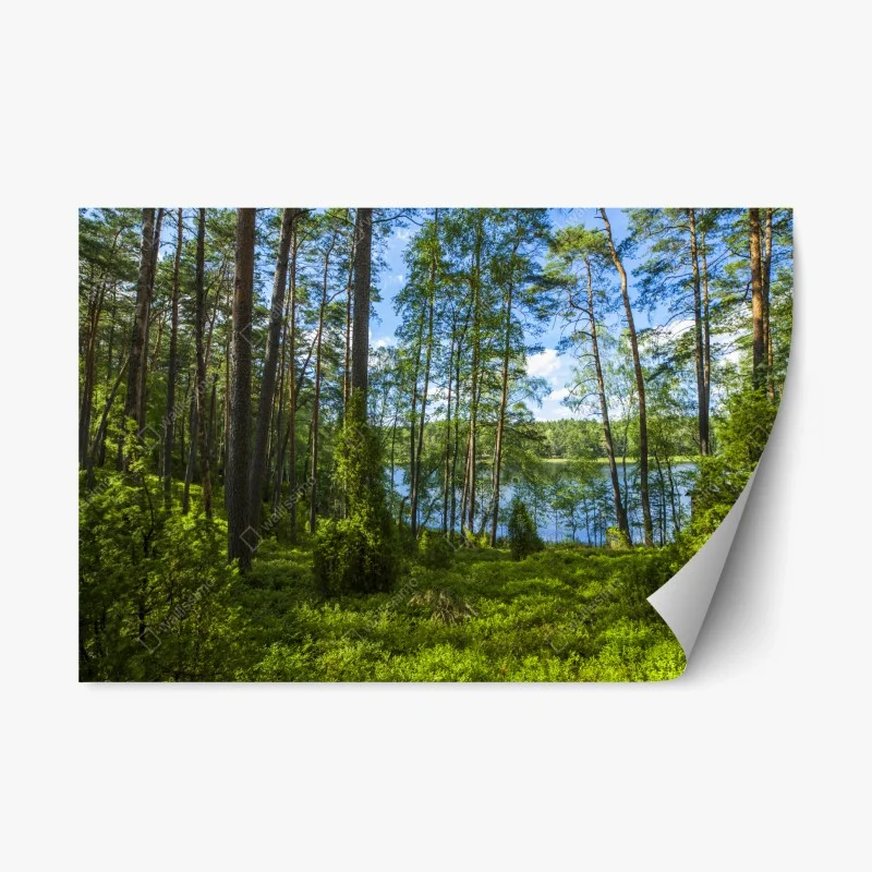 Repositionable sticker tranquil pine forest by the lake