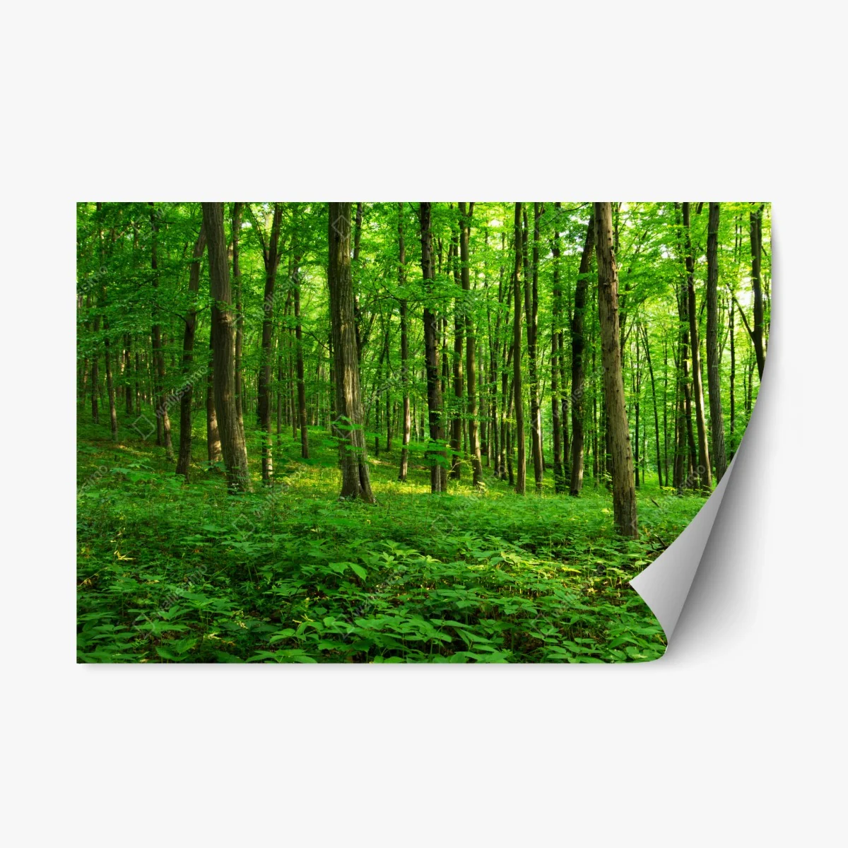 Repositionable sticker sunlit green forest in spring • Wallissimo® Repositionable sticker sunlit green forest in spring • Wallissimo®