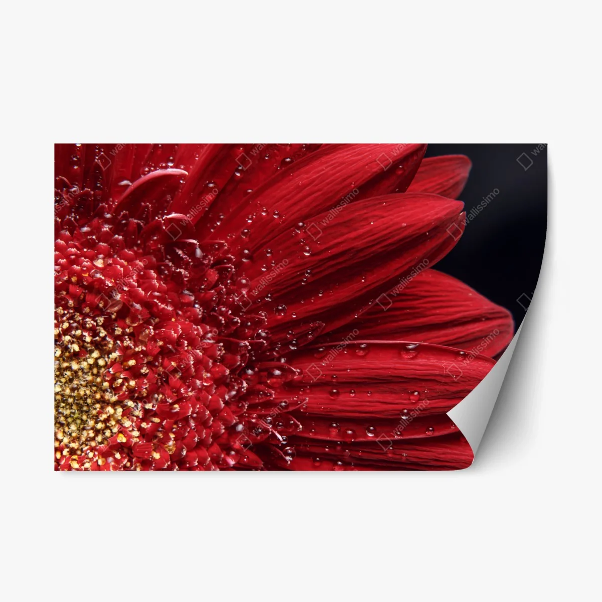 Repositionable sticker red gerbera daisy close-up with dewdrops • Wallissimo® Repositionable sticker red gerbera daisy close-up with dewdrops • Wallissimo®