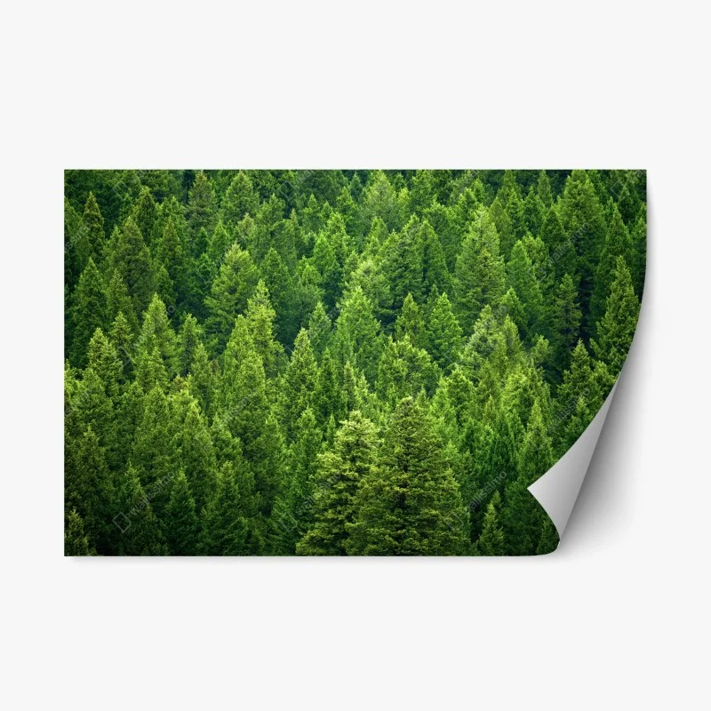 Repositionable sticker lush pine forest canopy