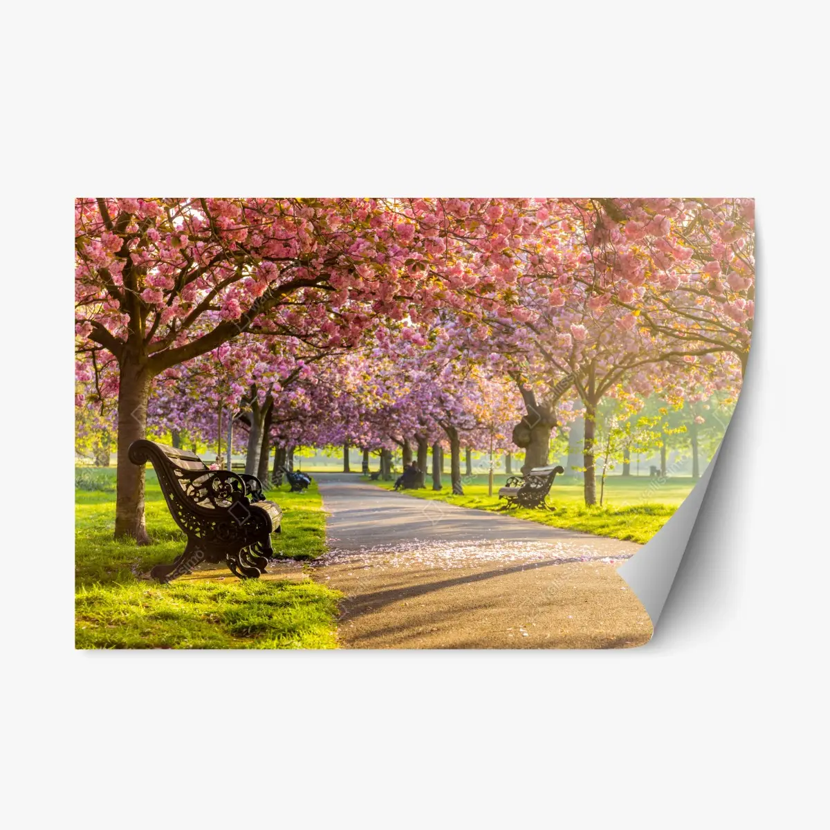 Repositionable sticker cherry blossom avenue in spring • Wallissimo® Repositionable sticker cherry blossom avenue in spring • Wallissimo®