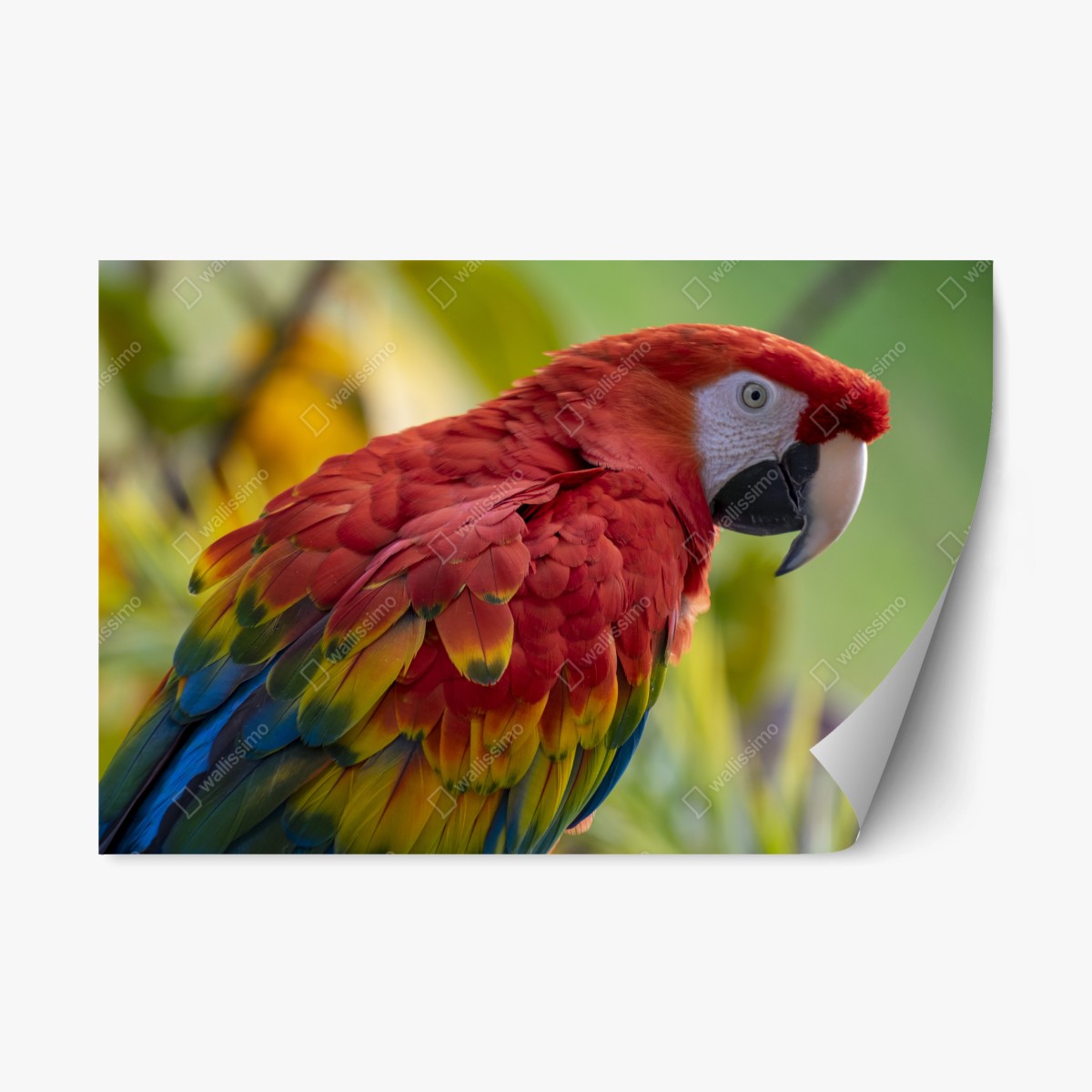 Repositionable sticker vibrant scarlet macaw portrait • Wallissimo® Repositionable sticker vibrant scarlet macaw portrait • Wallissimo®
