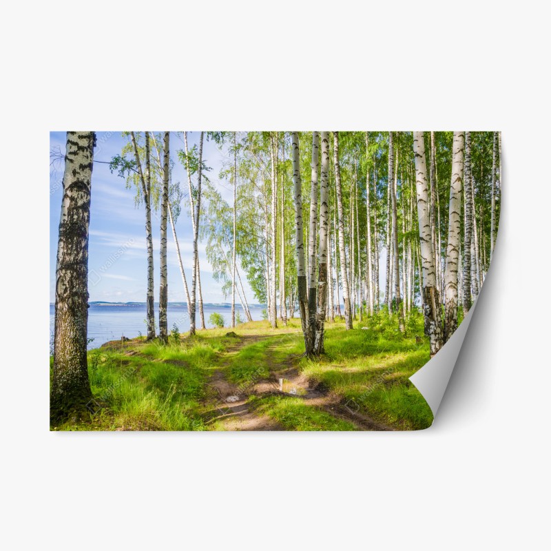 Repositionable sticker sunlit birch grove by the water