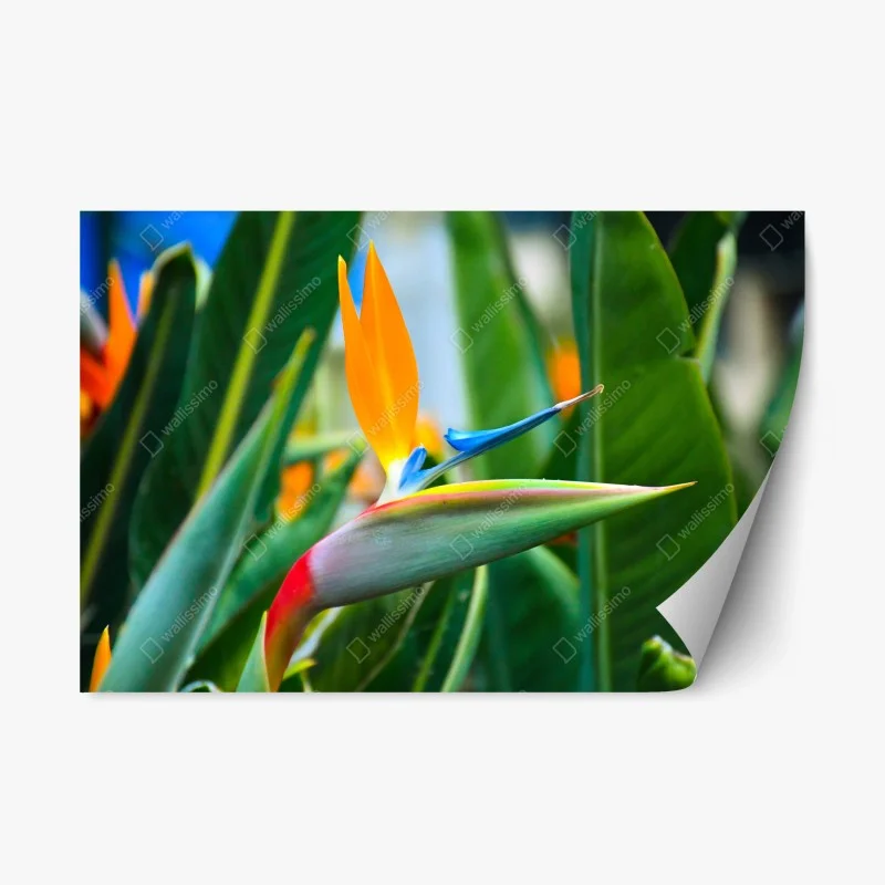 Repositionable sticker vibrant bird of paradise flower