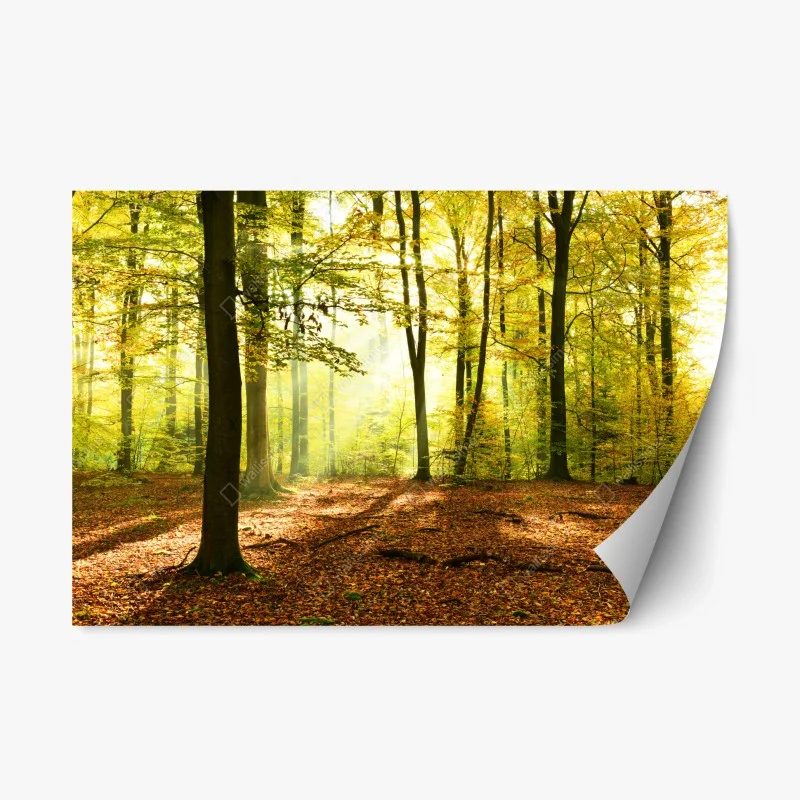 Repositionable sticker golden autumn forest morning