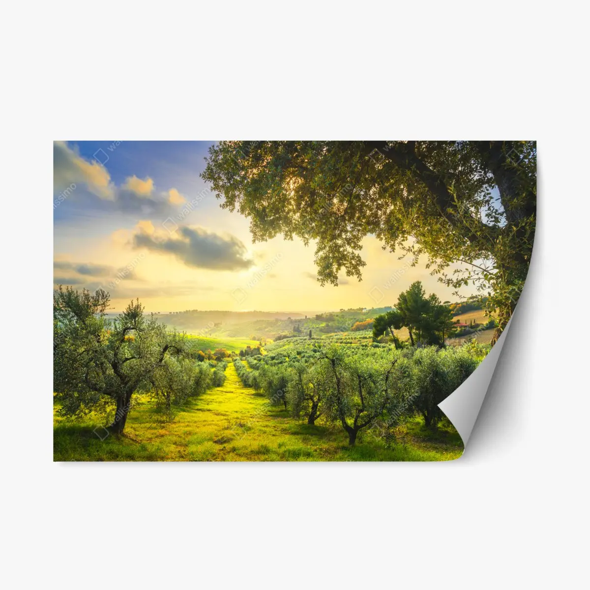 Repositionable sticker olive grove at sunset in Maremma, Tuscany • Wallissimo® Repositionable sticker olive grove at sunset in Maremma, Tuscany • Wallissimo®