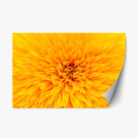 Repositionable sticker radiant sunflower close-up • Wallissimo®