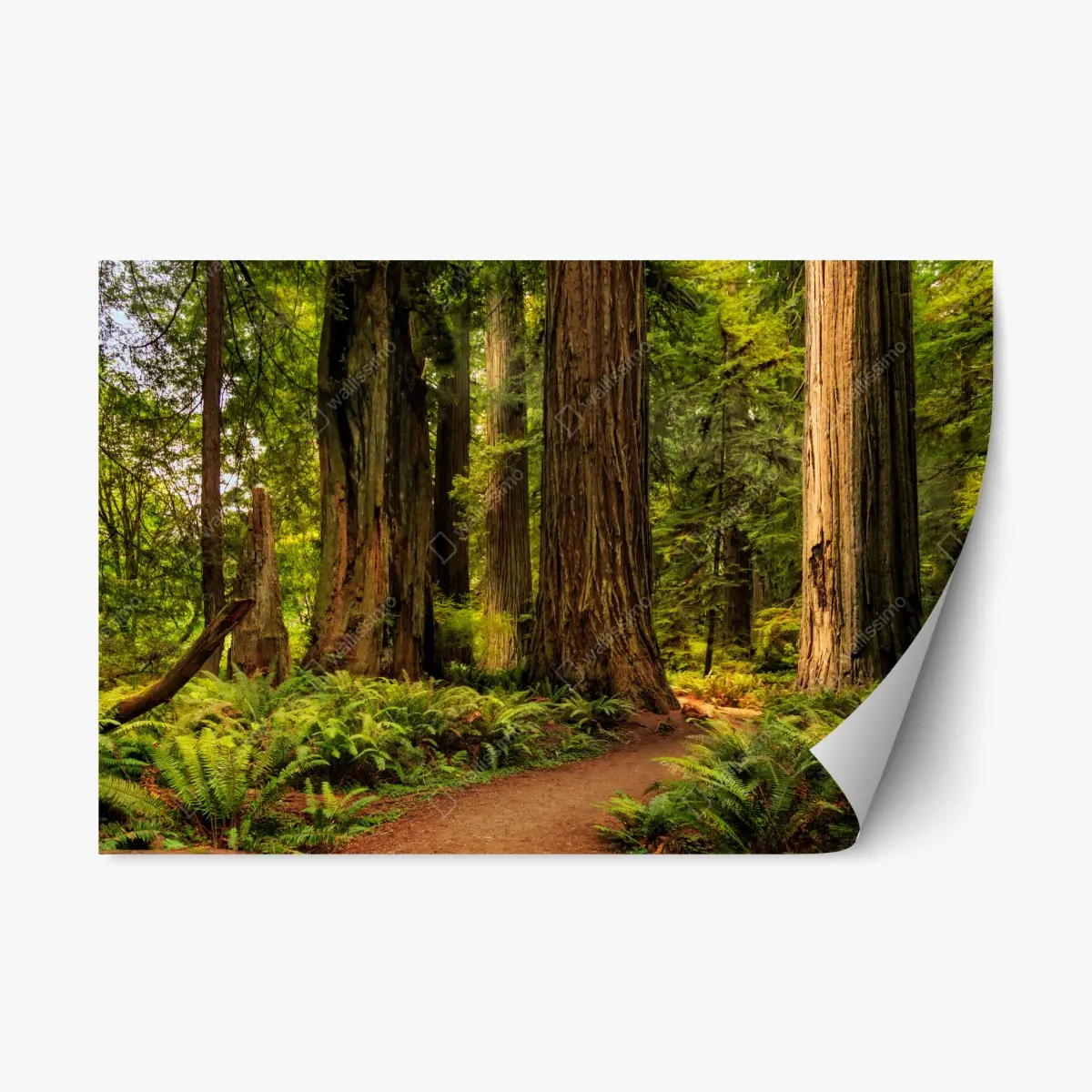 Repositionable sticker California redwoods forest trail • Wallissimo® Repositionable sticker California redwoods forest trail • Wallissimo®