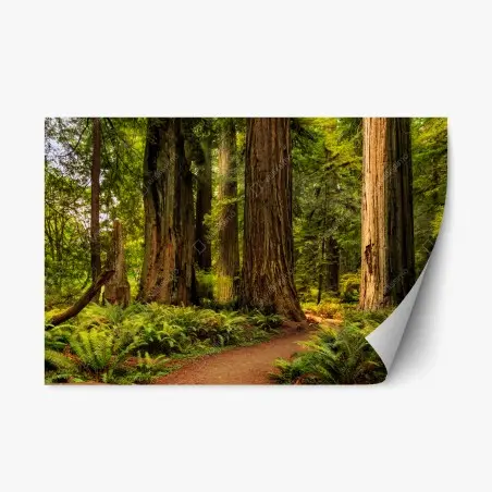 Repositionable sticker California redwoods forest trail • Wallissimo®