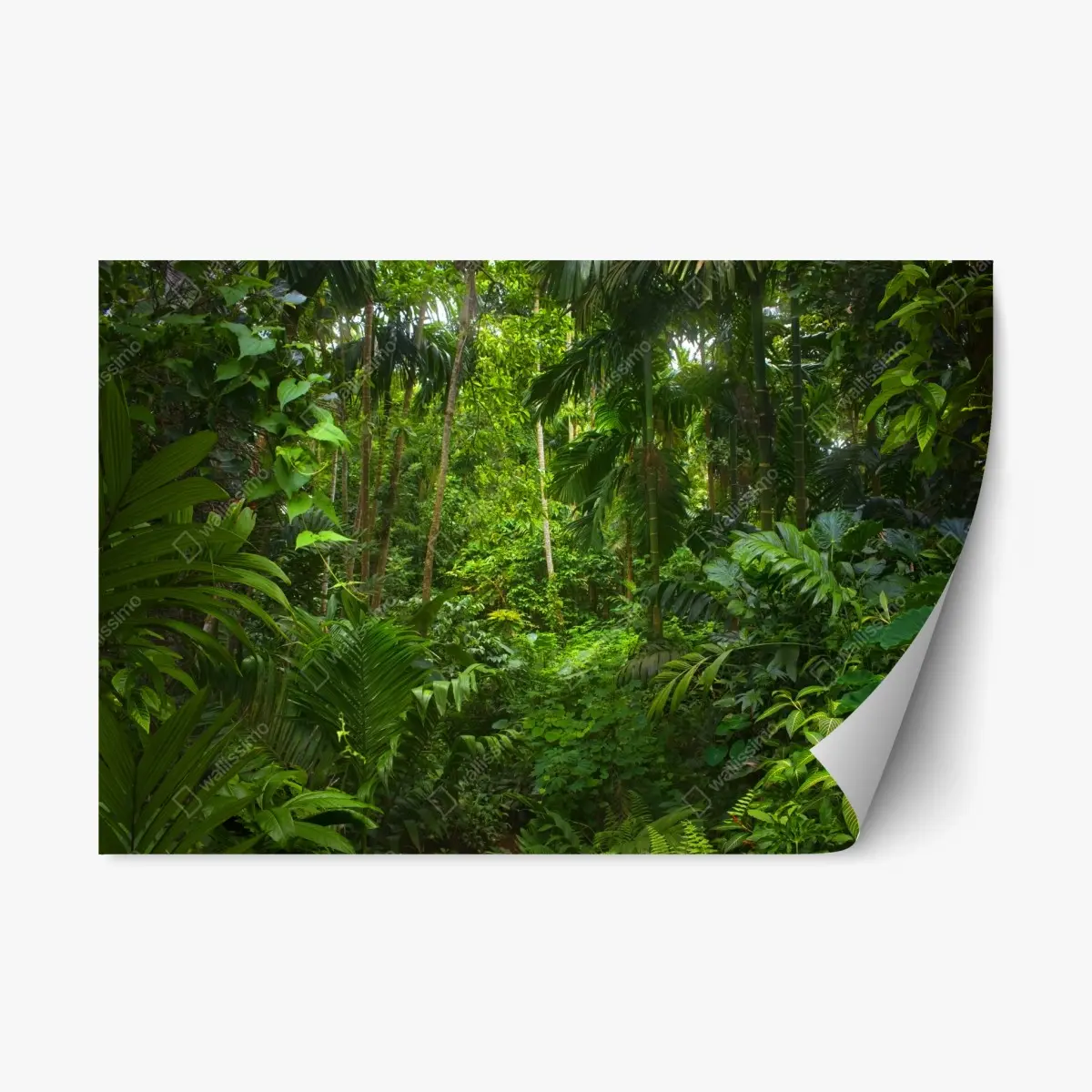 Repositionable sticker lush tropical jungle canopy • Wallissimo® Repositionable sticker lush tropical jungle canopy • Wallissimo®