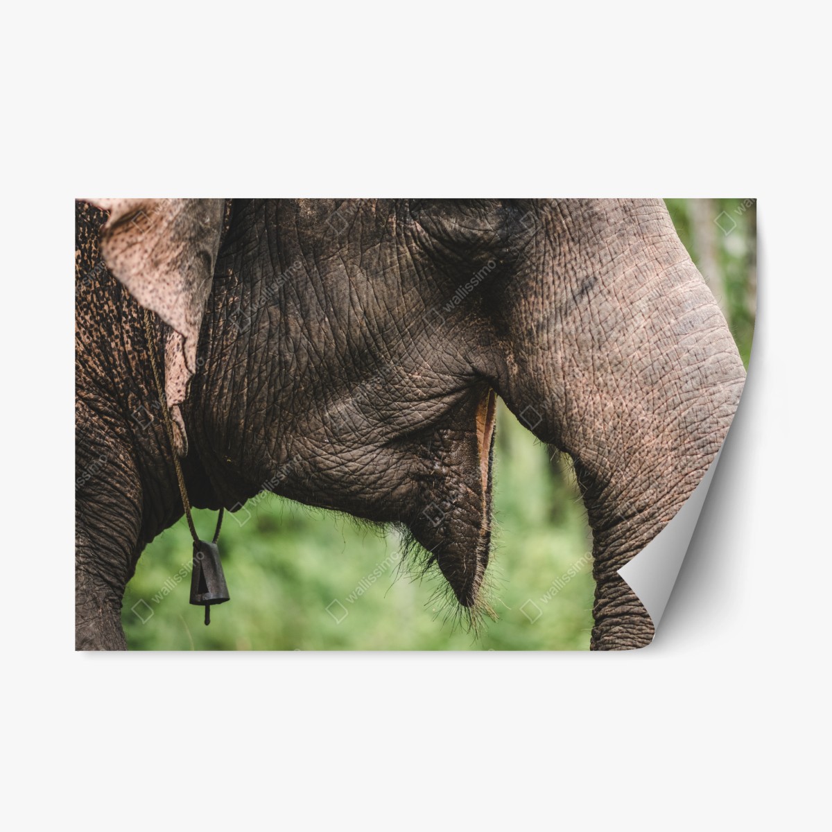 Repositionable sticker asian elephant texture close-up • Wallissimo® Repositionable sticker asian elephant texture close-up • Wallissimo®