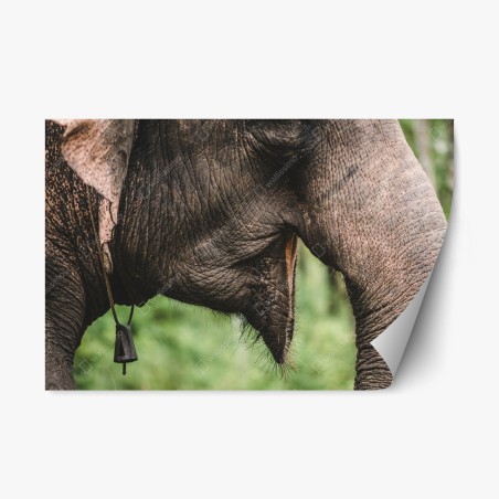 Repositionable sticker asian elephant texture close-up • Wallissimo®