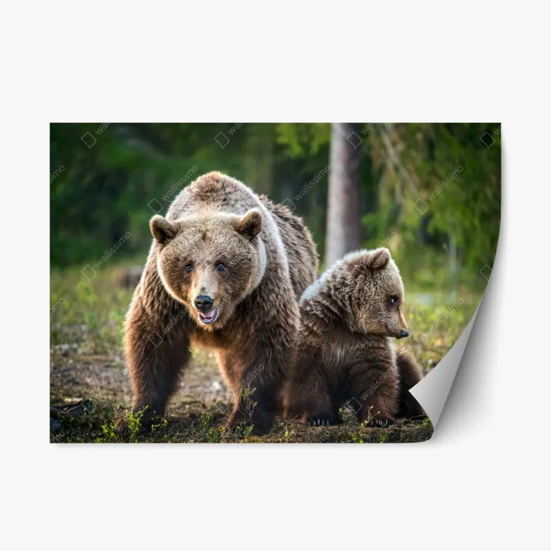 Repositionable sticker brown bear mother with cub in forest