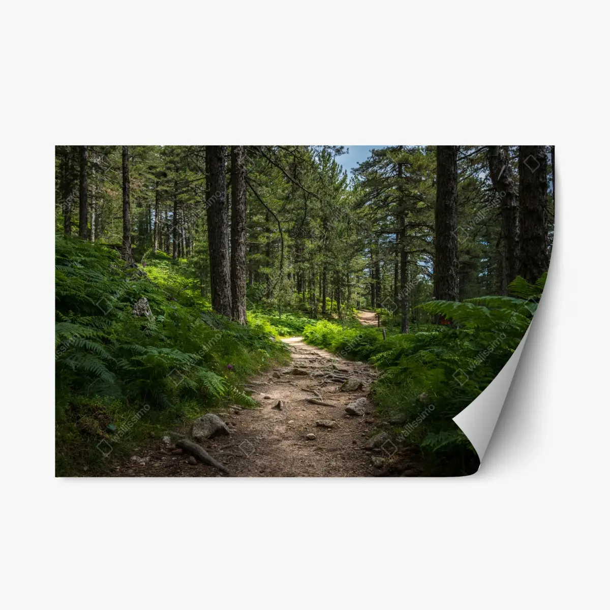 Repositionable sticker serene forest path through lush greenery • Wallissimo® Repositionable sticker serene forest path through lush greenery • Wallissimo®