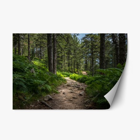 Repositionable sticker serene forest path through lush greenery • Wallissimo®