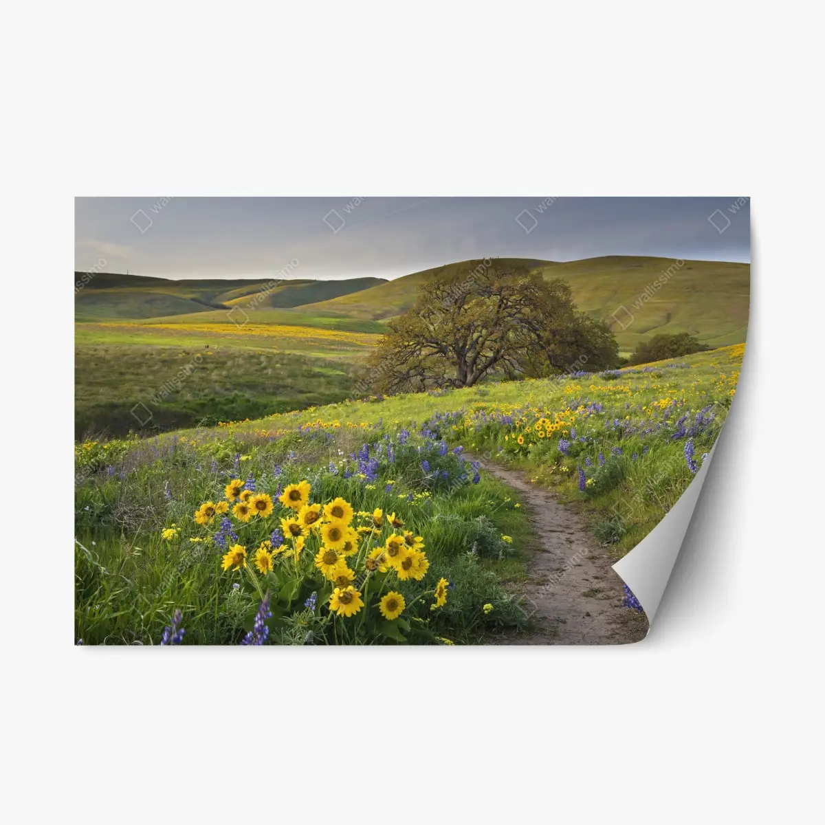 Repositionable sticker meadow path with yellow wildflowers and oak tree • Wallissimo® Repositionable sticker meadow path with yellow wildflowers and oak tree • Wallissimo®