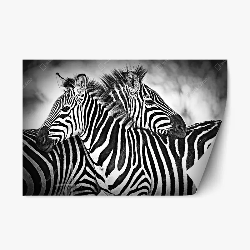 Repositionable sticker zebra embrace in monochrome