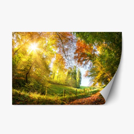 Repositionable sticker golden autumn forest path • Wallissimo®